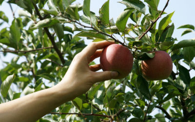 #143 Harvest Your Fruit Before it Rots